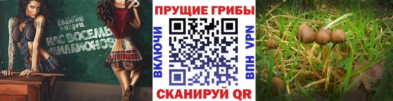 Псилоцибиновые грибы ЛСД  цена   Кадников 